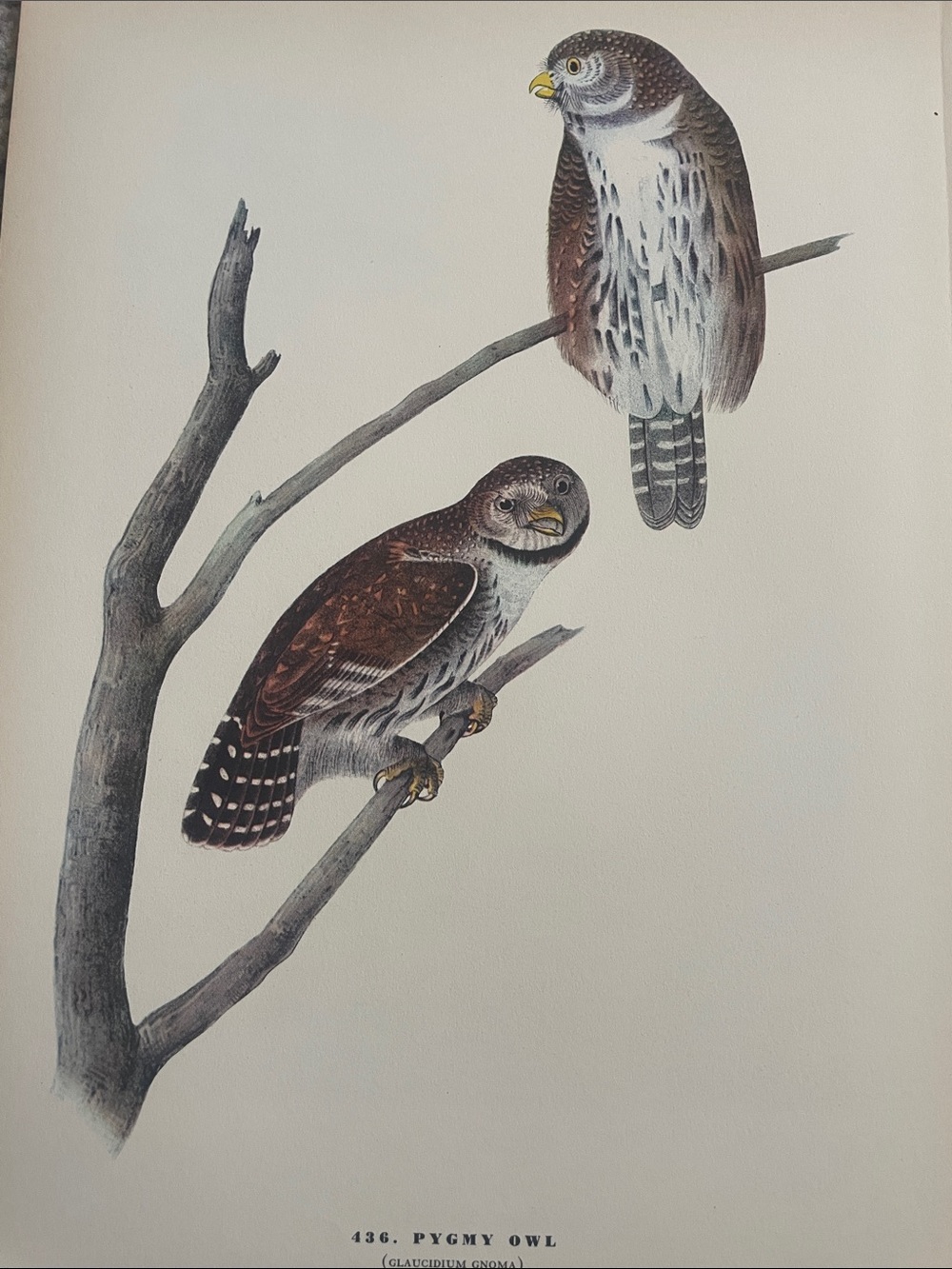 🌹FREE w/purchase Pygmy Owl Art Print - Brown and White Bird Illustration